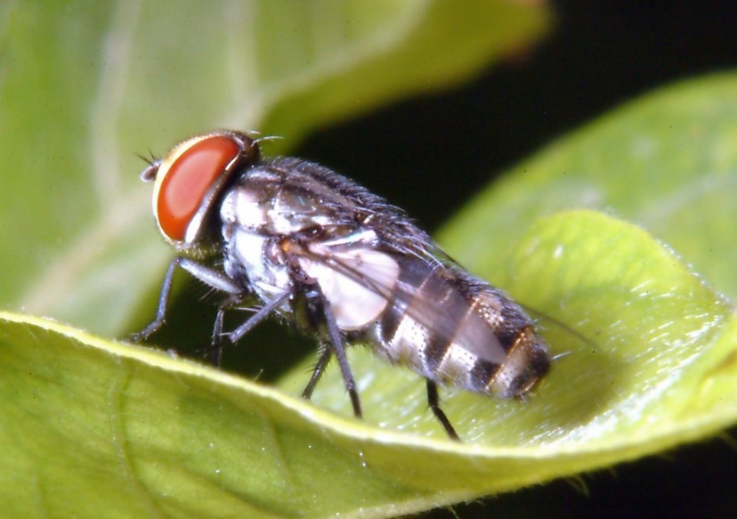 Miltogramma taeniata ?, Helicophagella sp.